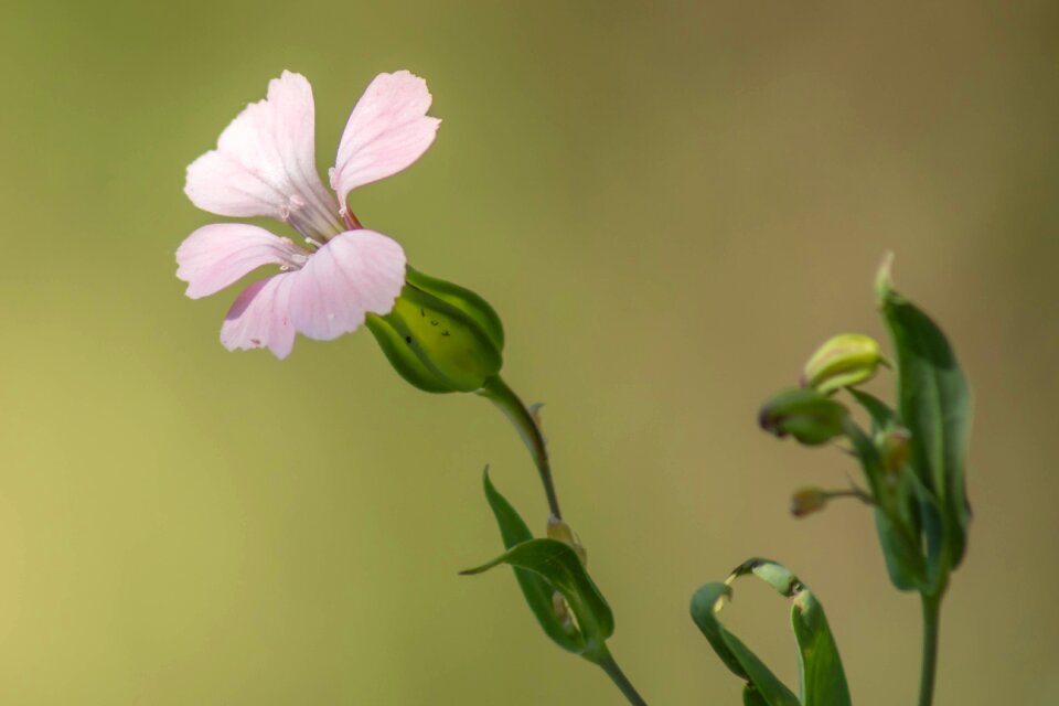Bloom plant summer