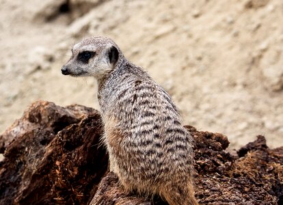 Nature animal world attention