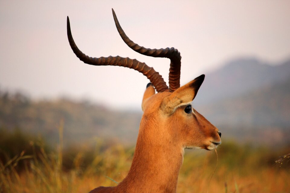Africa wildlife nature