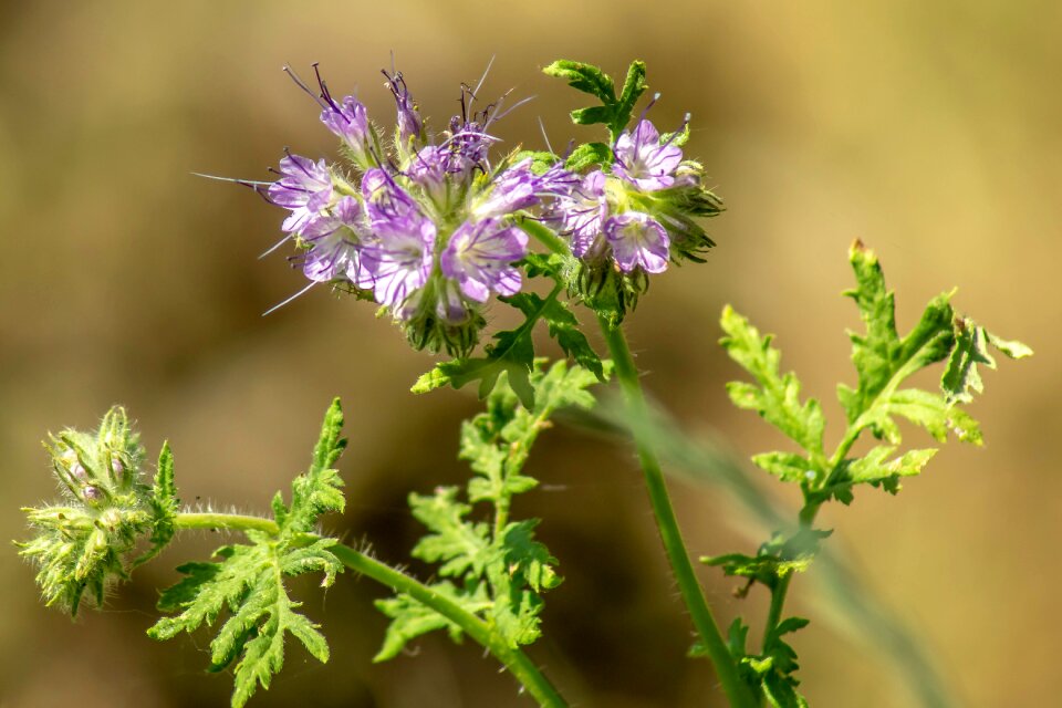 Nature blossom bloom