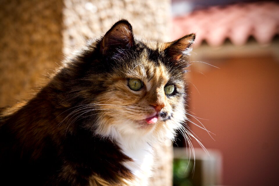 Pet spotted language