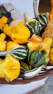 Fruit pumpkin yellow photo