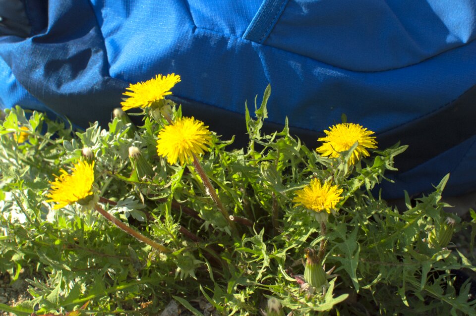 Plant grass dandelion