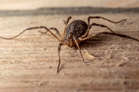 Nature close up arachnid