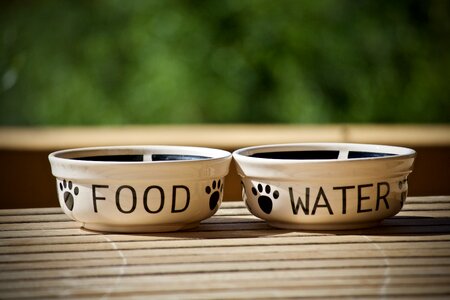 Dogs cats bowls for animals