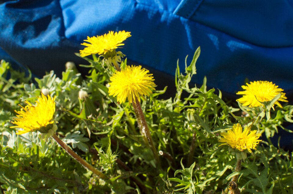 Plant grass dandelion