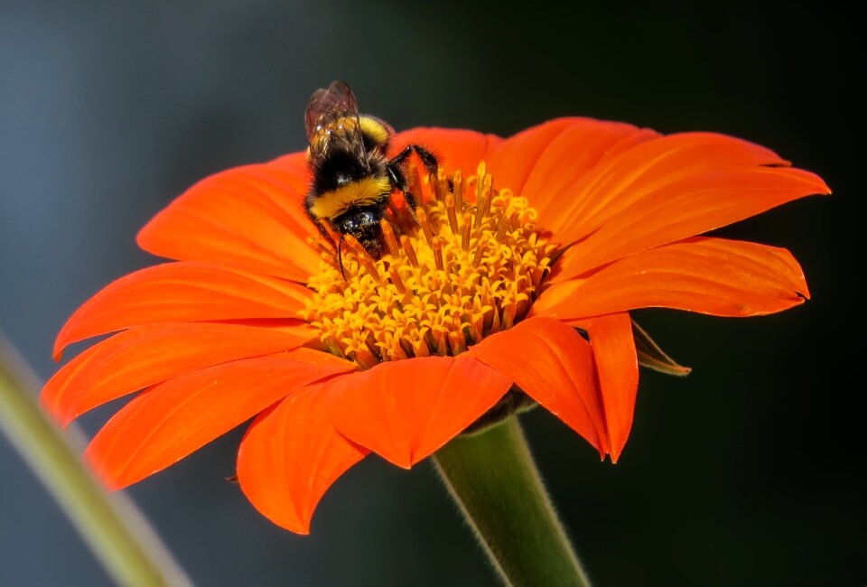 Bloom animal world hummel photo