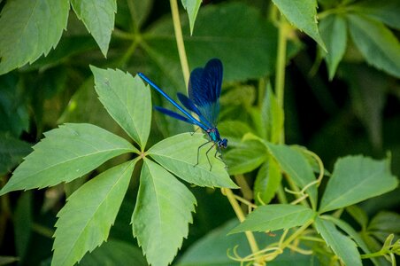 Insect green blue