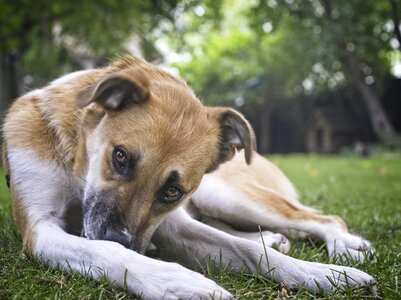 Dog rest dog house