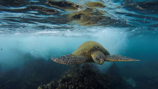 Sea turtle ocean hawaii