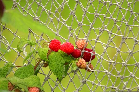 Bush fruit red photo