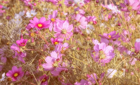 Nature flower meadow blossom photo