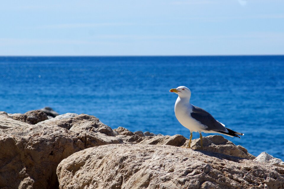 Seagull sea mediterranean