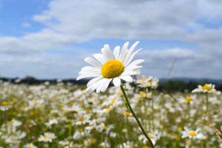Daisy meadow blue field photo