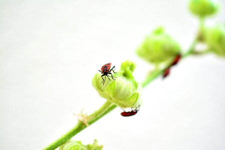 Beetle bug animal