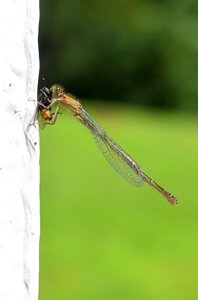 Fly insect prey