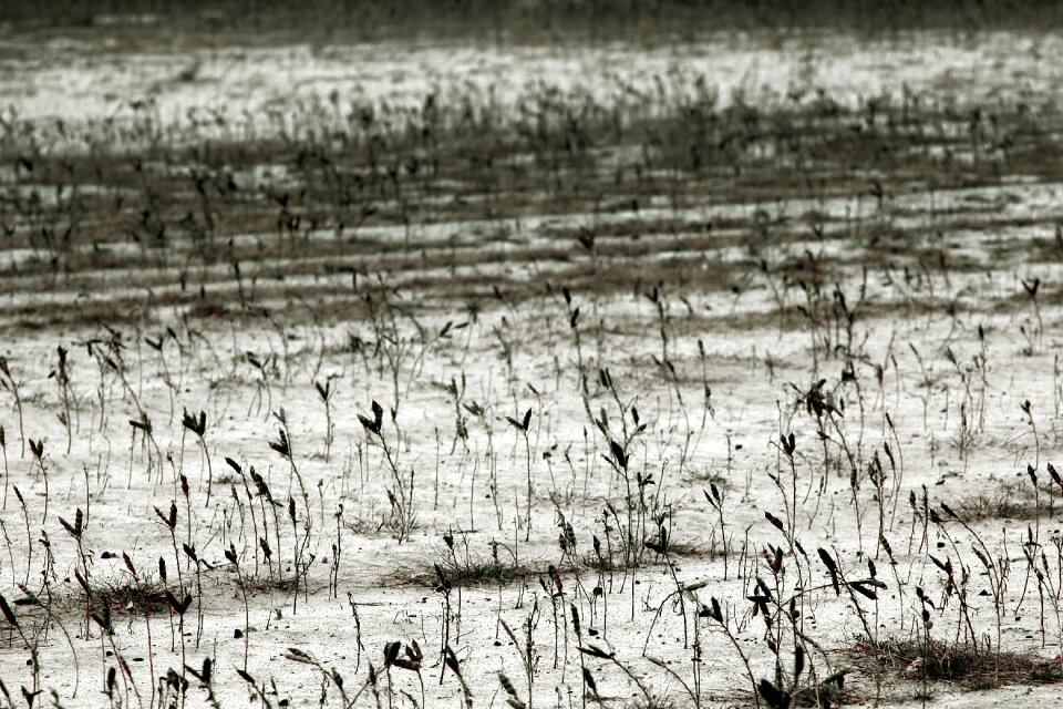 The cultivation of degradation the environment