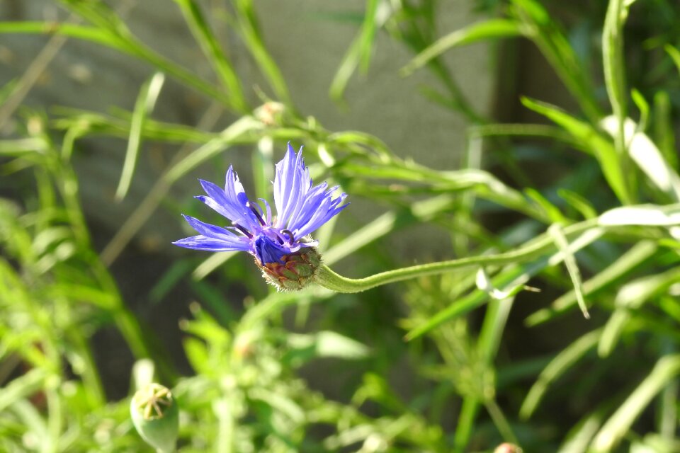 Wildflowers nature flower