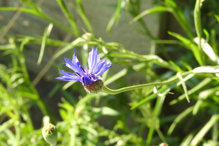 Wildflowers nature flower