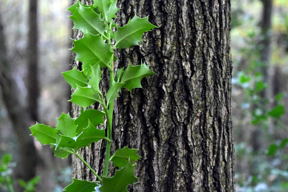 Holly green gray leaf
