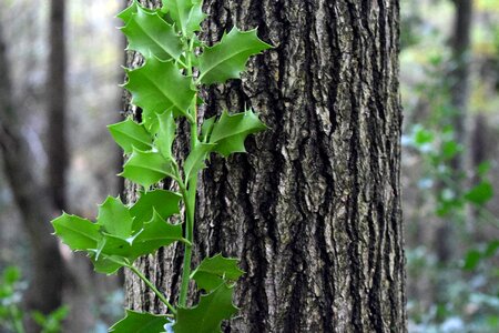Holly green gray leaf photo