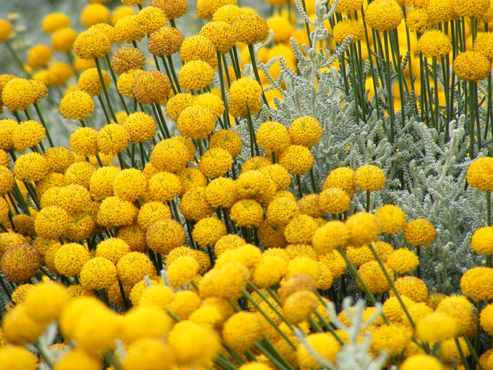 Station summer floral