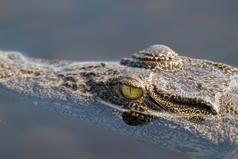 Nature dangerous eye