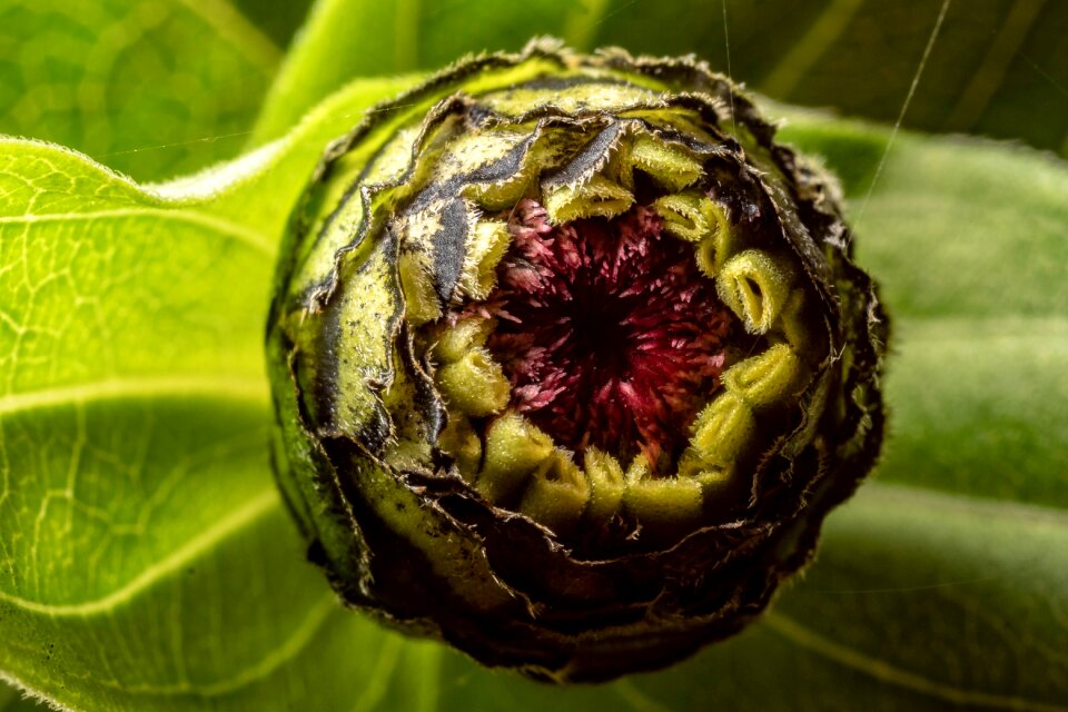 Nature close up plant