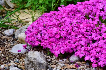 Polemoniaceae flower garden blossom photo