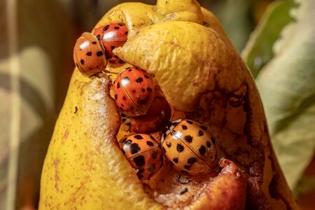Nature ladybug lucky charm photo