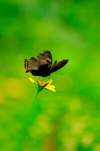 Butterfly brown green
