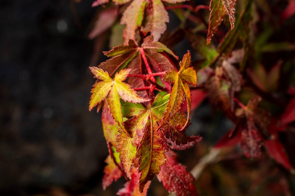 Fall foliage autumn colours autumn mood