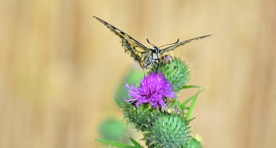 Acker thistle thistle nectar