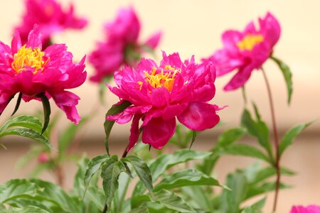 Beautiful flower bloom