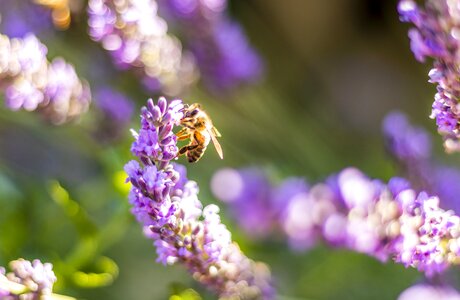 Flower lavender pollen