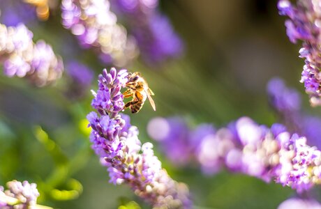 Flower lavender pollen photo