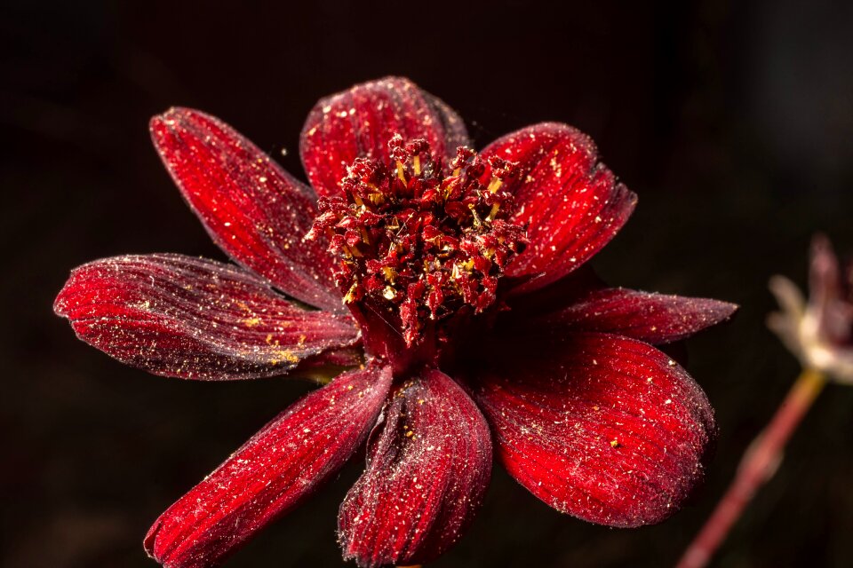 Nature close up plant