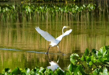 Animal nature birdwatching