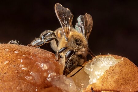 Close up compound eyes bee photo