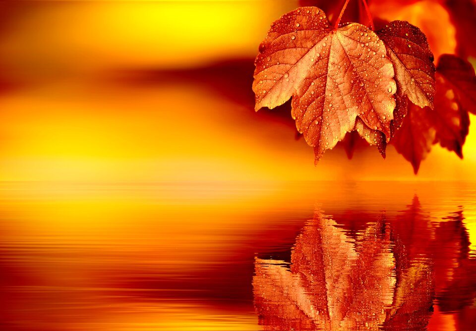 Background blank leaves