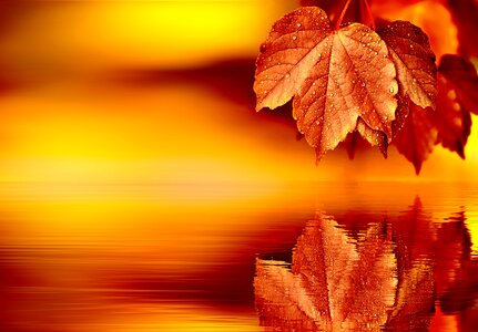 Background blank leaves