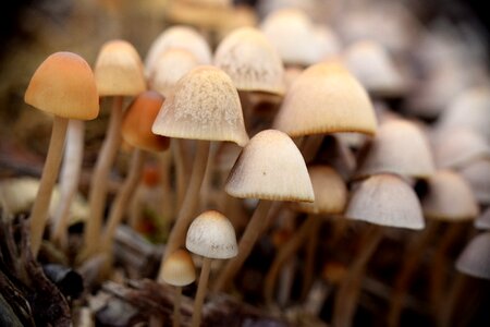 Toxic mini mushroom macro photo