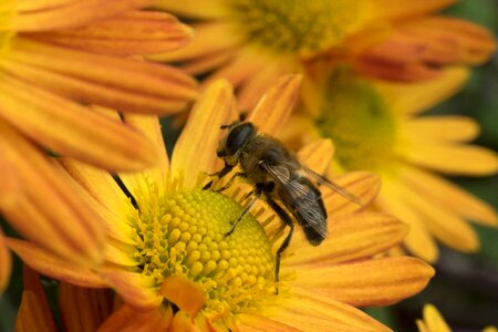 Chrysanthemum insect pollen photo