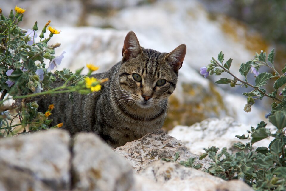 Cat flower Free photos