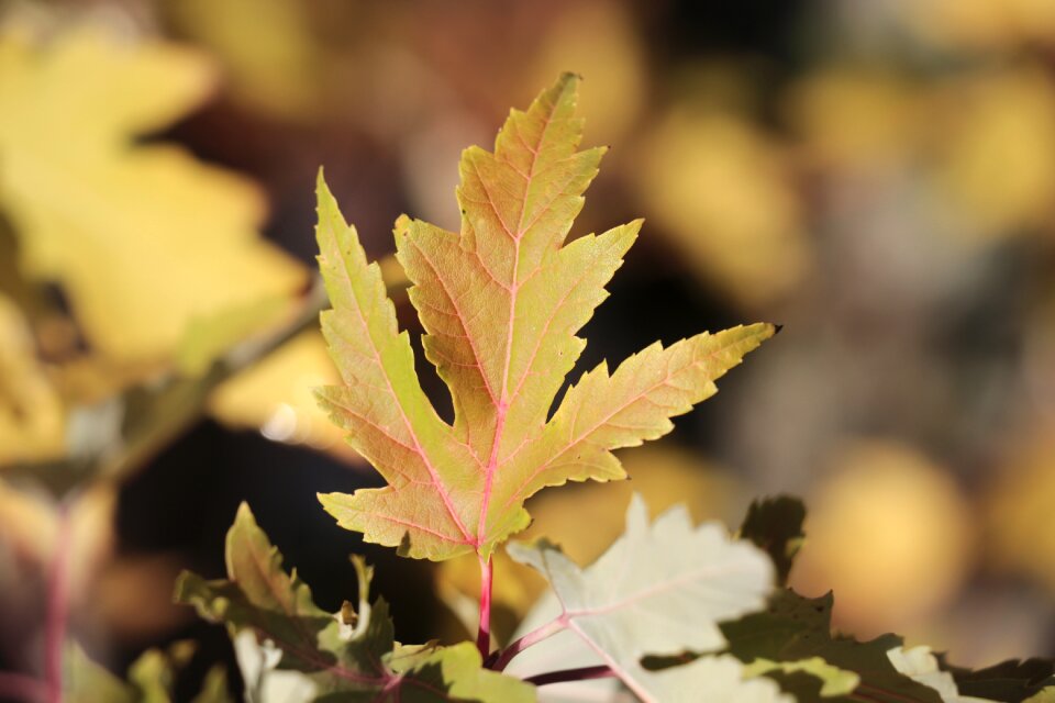 Fall leaves autumn mood emerge