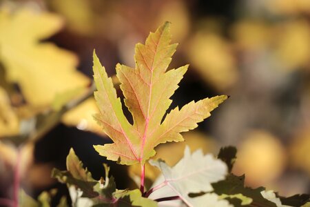 Fall leaves autumn mood emerge photo