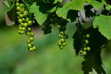 Currant unripe currant green currants
