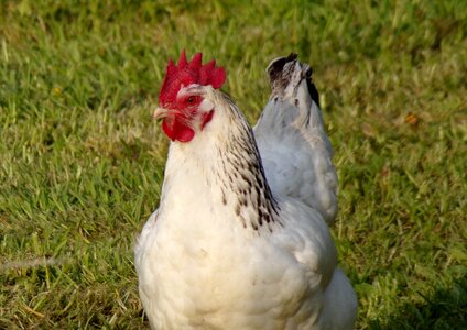 Lawn poultry hen photo