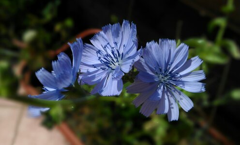 Flower chicory spontaneous