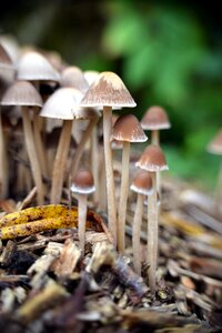 Nature macro ground